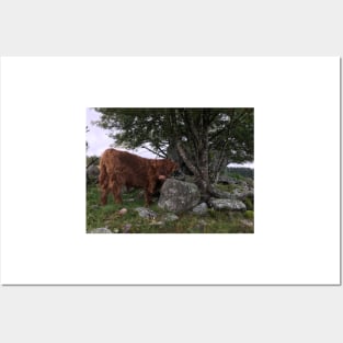 Scottish Highland Cattle Calf 1535 Posters and Art